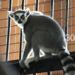 Зоопарк Казани: Пожалуйста, будьте милосердными, не губите наших питомцев