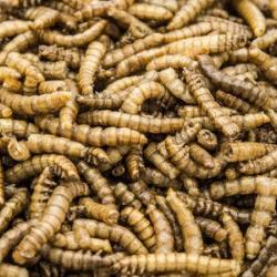 Жители Татарстана лечат ковид червями Жители Татарстана лечат ковид червями