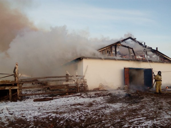 В Татарстане спасли из пожара 130 коров и телят (ФОТО)