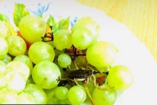 В Татарстане женщина требует от магазина полмиллиона за укус скорпиона, притаившегося в винограде