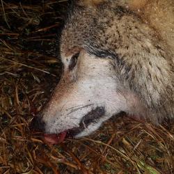 В Башкирии волк едва не разорвал на части четырех человек, в том числе полицейского