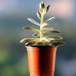 К жителю Нижнекамска пришла полиция из-за того, что он поливал цветы в квартире полуобнаженным