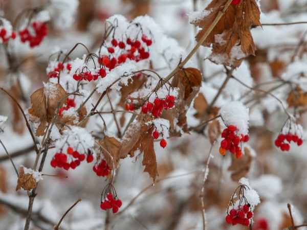 13 ноября в Казани прогнозируется снег
