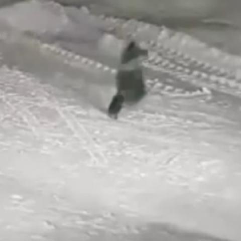 В Коми собака погибла в схватке с волком, спасая 10-летнего мальчика (ВИДЕО) В Коми собака погибла в схватке с волком, спасая 10-летнего мальчика (ВИДЕО)