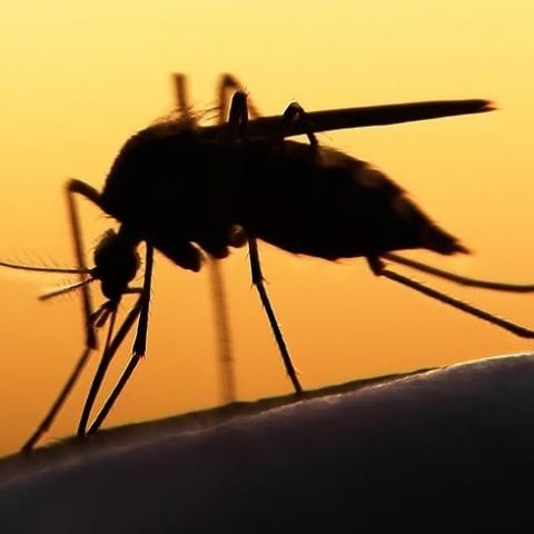 Казанский бизнесмен вернулся из Занзибара и скончался от отказа почти всех органов Казанский бизнесмен вернулся из Занзибара и скончался от отказа почти всех органов