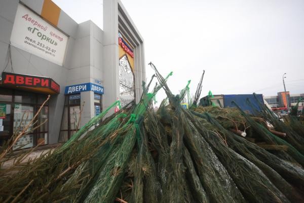 «Елочный король» Казани собирает с торговцев дань за чистоту «Елочный король» Казани собирает с торговцев дань за чистоту