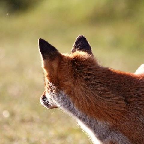 На главу татарстанского села, застрелившего вместо лисы женщину, завели уголовное дело