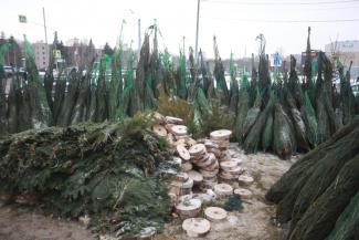 «Елочный король» Казани собирает с торговцев дань за чистоту «Елочный король» Казани собирает с торговцев дань за чистоту