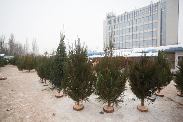 «Елочный король» Казани собирает с торговцев дань за чистоту «Елочный король» Казани собирает с торговцев дань за чистоту