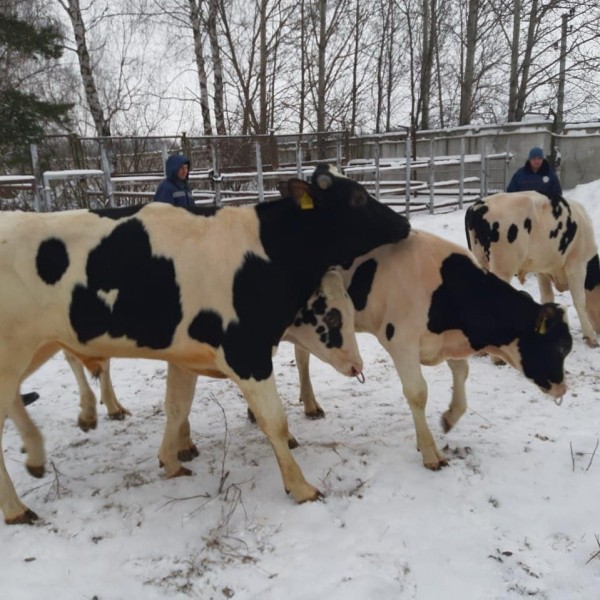 Новые быки поступили на племпредприятие &laquo;Элита&raquo; (ФОТО)