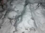 Полицейские Нижнекамска выявили факт незаконной охоты