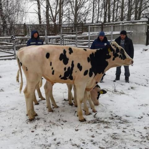 Новые быки поступили на племпредприятие &laquo;Элита&raquo; (ФОТО)