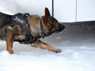 &laquo;Студенческий десант&raquo; высадился в подразделениях МВД, выполняющих особые задачи