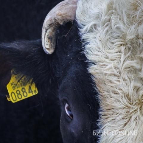 Самый плодовитый бык в Татарстане весит тонну и имеет почти 4 тыс. дочерей (ВИДЕО) Самый плодовитый бык в Татарстане весит тонну и имеет почти 4 тыс. дочерей (ВИДЕО)