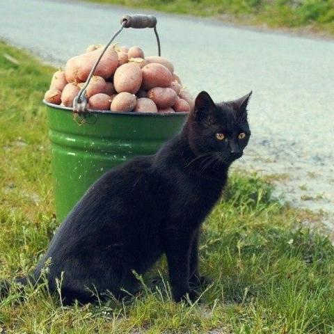 Юрист объяснил, кому грозит штраф за выращивание картофеля