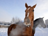 &laquo;Студенческий десант&raquo; высадился в подразделениях МВД, выполняющих особые задачи