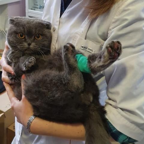 Спасённого из пожара в Татарстане кота Тишку заберет ведущая федерального канала (ВИДЕО)