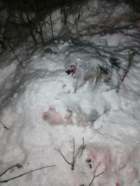 Полицейские Нижнекамска выявили факт незаконной охоты