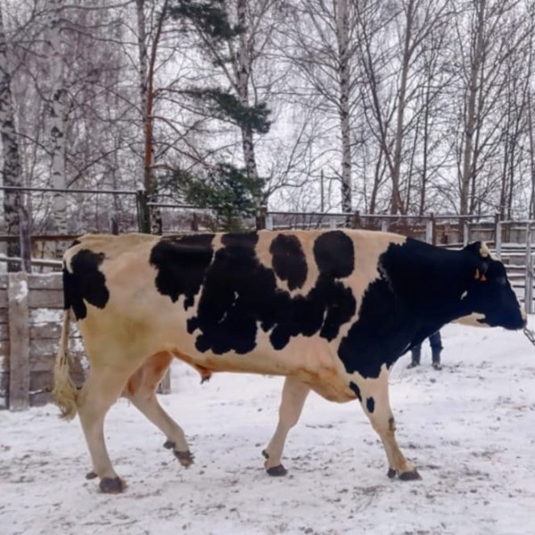 Новые быки поступили на племпредприятие &laquo;Элита&raquo; (ФОТО)