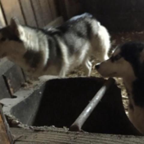 В татарстанской деревне хаски нападают на кур, лошадей и коров