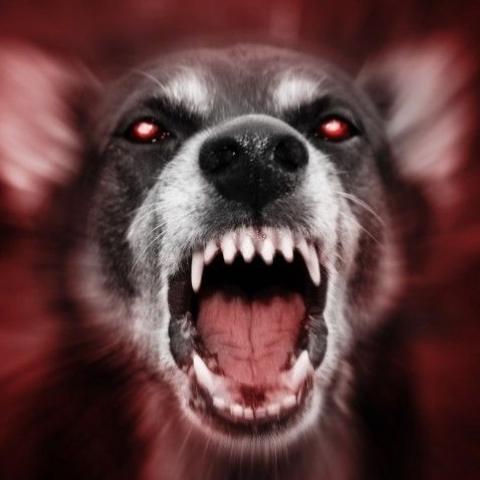 Дело о смерти граждан из-за бродячих собак впервые дошло до суда в России