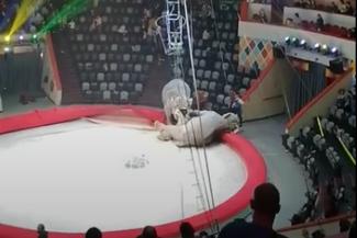 Впервые на арене: драка взбесившихся слоних в Казанском цирке удивила даже Запашного