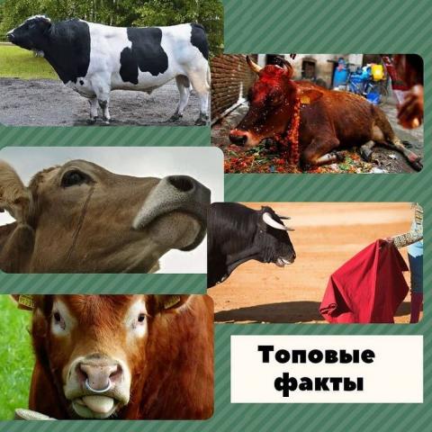 Топовые ФАКТЫ о быках