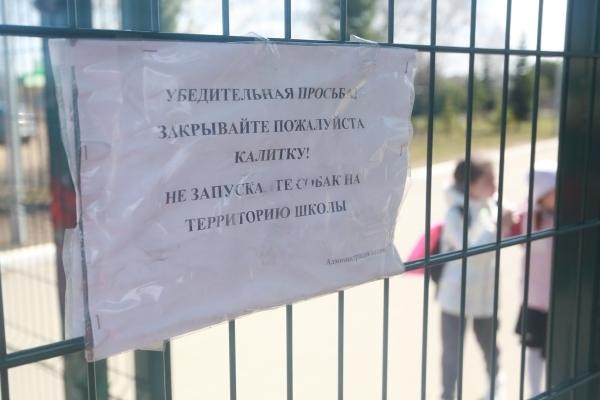 &laquo;Мы же не в лесу живем!&raquo;: в Татарстане бродячие псы едва не загрызли насмерть сына прокурора