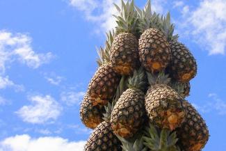 &laquo;И на юга ездить не надо!&raquo;: Татарстан заманивает туристов ананасами и оленьими боями