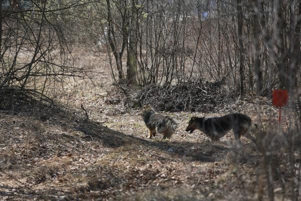 &laquo;Мы же не в лесу живем!&raquo;: в Татарстане бродячие псы едва не загрызли насмерть сына прокурора