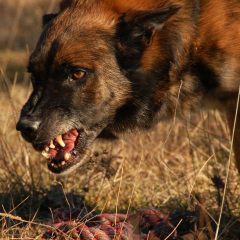 Стая бродячих собак загнала башкирских школьников на дерево (ВИДЕО) Стая бродячих собак загнала башкирских школьников на дерево (ВИДЕО)