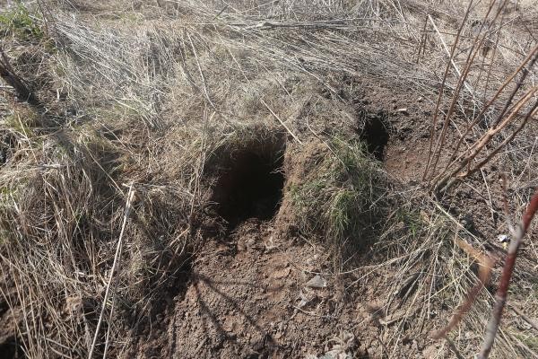 &laquo;Мы же не в лесу живем!&raquo;: в Татарстане бродячие псы едва не загрызли насмерть сына прокурора