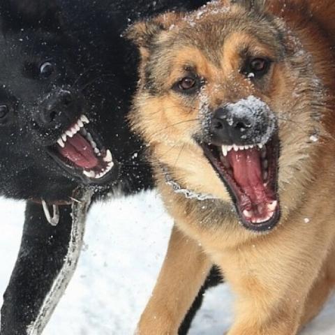 Задержан глава села, где стая собак загрызла четырехлетнего мальчика