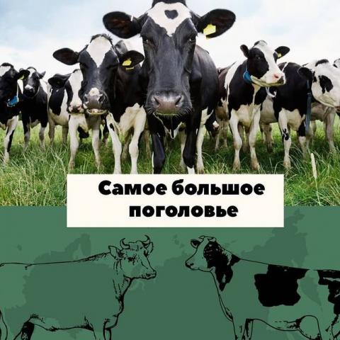 Где в России самое большое поголовье крупного рогатого скота?