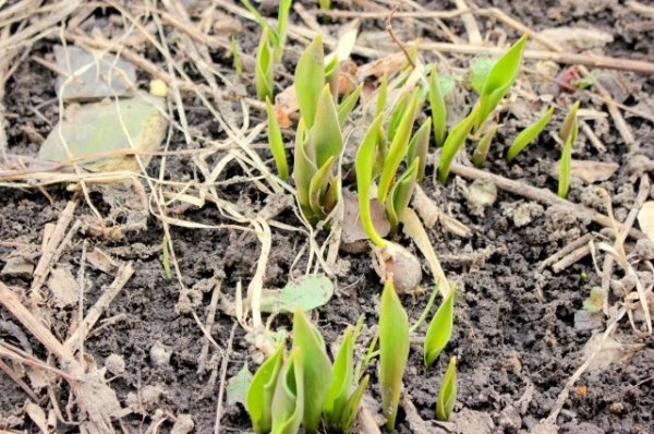 Откуда лето в апреле: В Казани побит абсолютный рекорд тепла Откуда лето в апреле: В Казани побит абсолютный рекорд тепла