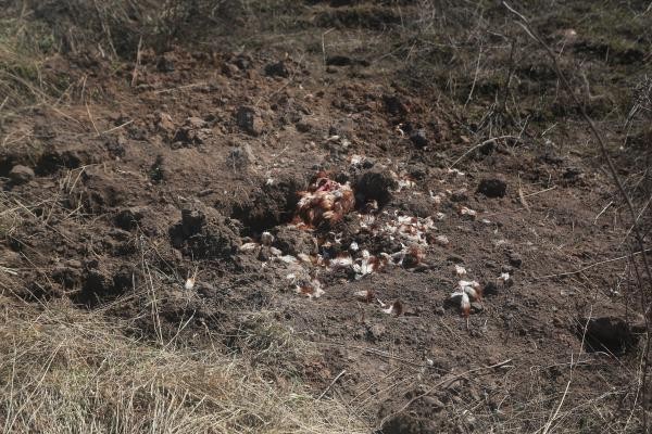 &laquo;Мы же не в лесу живем!&raquo;: в Татарстане бродячие псы едва не загрызли насмерть сына прокурора