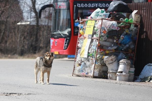 &laquo;Мы же не в лесу живем!&raquo;: в Татарстане бродячие псы едва не загрызли насмерть сына прокурора