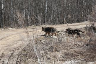 &laquo;Мы же не в лесу живем!&raquo;: в Татарстане бродячие псы едва не загрызли насмерть сына прокурора