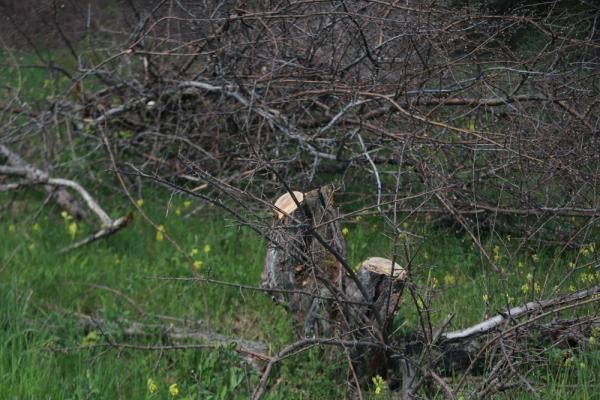&laquo;У них нет ни памяти, ни души, только бизнес&raquo;: в Ключищах под Казанью вырубили знаменитый яблоневый сад