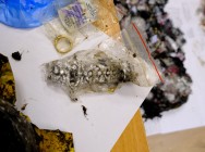 Полицейские Татарстана изъяли драгоценности, похищенные во время Чемпионата мира по футболу в Казани Полицейские Татарстана изъяли драгоценности, похищенные во время Чемпионата мира по футболу в Казани