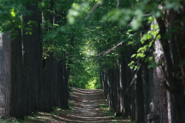 &laquo;У них нет ни памяти, ни души, только бизнес&raquo;: в Ключищах под Казанью вырубили знаменитый яблоневый сад