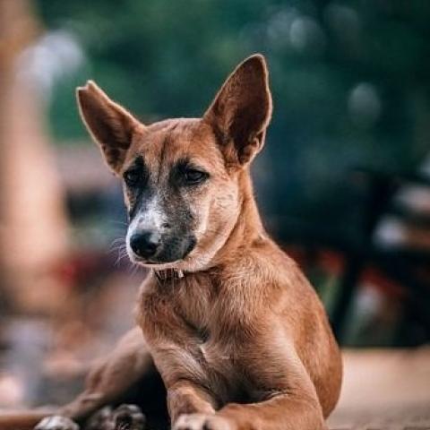 Власти Казани прокомментировали открытое письмо зоозащитников