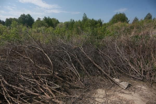 &laquo;У них нет ни памяти, ни души, только бизнес&raquo;: в Ключищах под Казанью вырубили знаменитый яблоневый сад