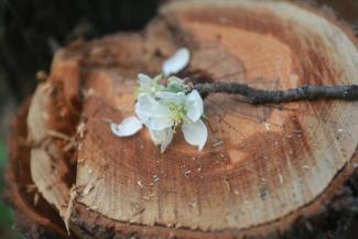 &laquo;У них нет ни памяти, ни души, только бизнес&raquo;: в Ключищах под Казанью вырубили знаменитый яблоневый сад