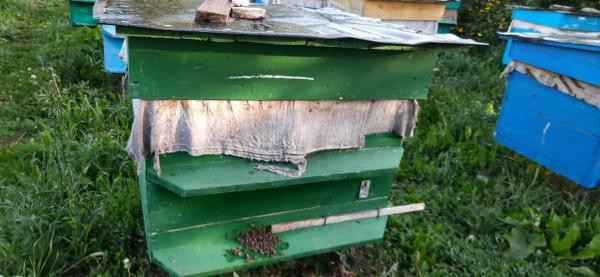 Буржуи против пчел: пасечники в Татарстане снова винят агрохолдинги в гибели своих кормилиц