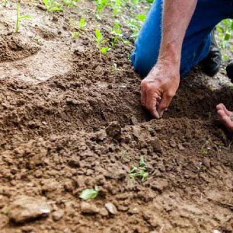 Как получить богатый урожай независимо от погодных условий: советы эксперта