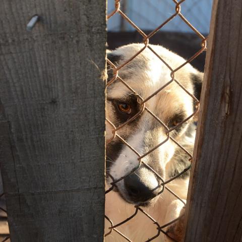 Собаке из Татарстана устроили очную ставку с покусанным мальчиком