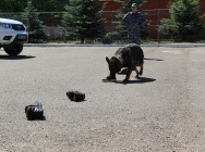 В Центре кинологической службы Управления МВД России по г.Казани прошел «День открытых дверей» В Центре кинологической службы Управления МВД России по г.Казани прошел «День открытых дверей»