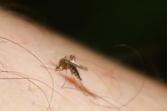 Комариное лето - 2021: казанцев атакуют озверевшие пискуны и кусаки