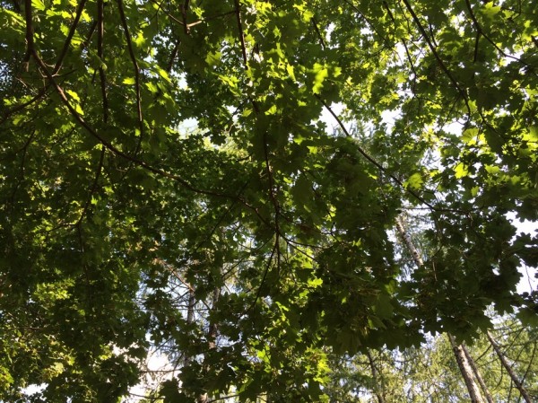 До 25 июня в Татарстане местами сохранится высокая пожарная опасность лесов